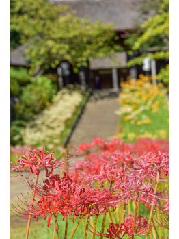 曼珠沙華_20211027_2